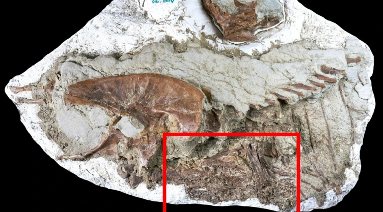 Dinosaurio fosilizado en Canadá