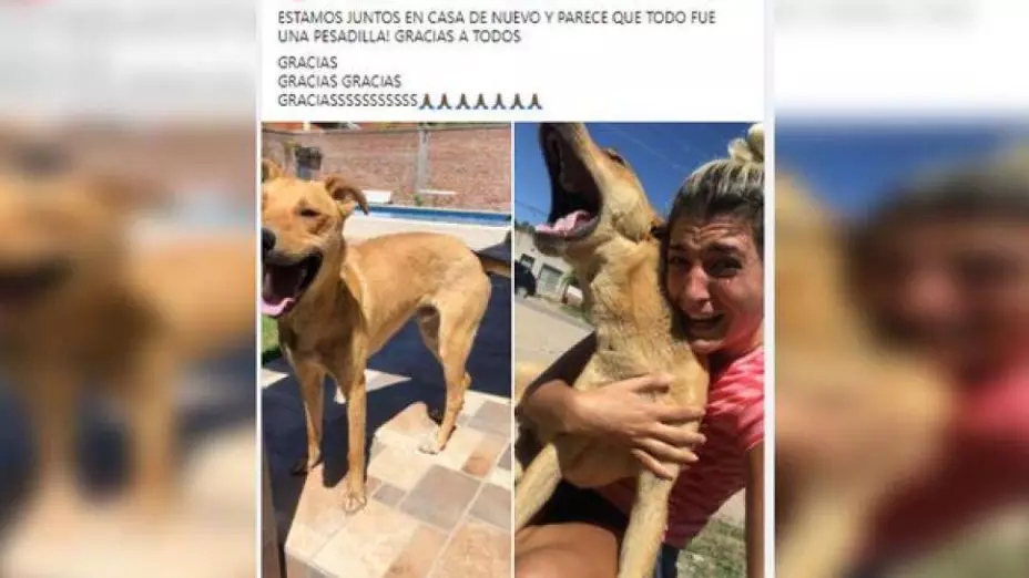 perrito perdido se reencuentra con su dueña