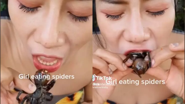 Tiktoker come tarántulas.