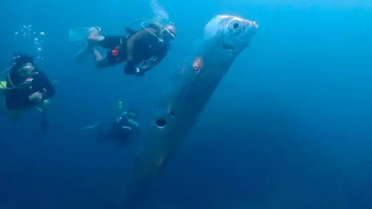 VIDEO: Buzos encuentran enorme pez remo que predice terremotos