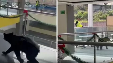 Oso ingresa a pasillos del colegio Himalaya en San Pedro