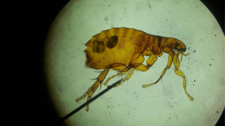 Piquete de pulga: cómo se ve, síntomas y qué hacer si encuentras pulgas