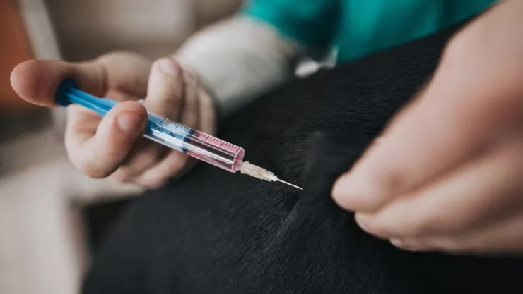 La zoonosis es una infección que afecta a varios animales y a humanos