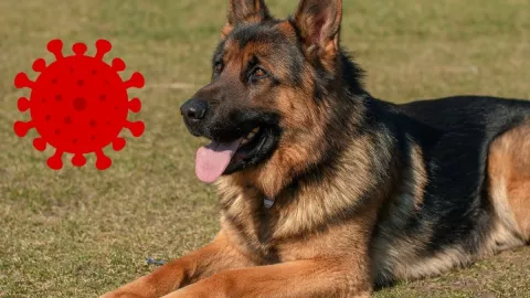 Perros detectar COVID-19 1.jpg