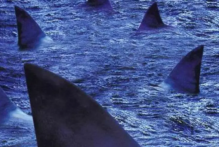 furia de tiburones.