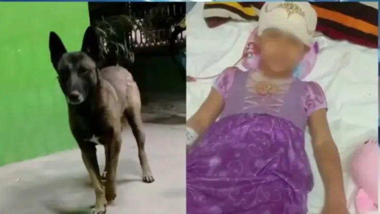 Sacrificarán al perro “Pilo”, el pastor belga que atacó a menor en Coahuila; niña fue operada 7 horas