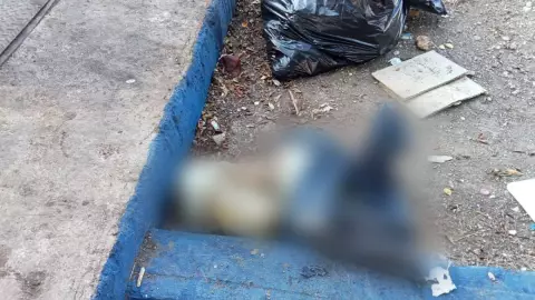 ÚLTIMA HORA_ Esto dijo la SSP del presunto hallazgo de pieles de perros en la Madero