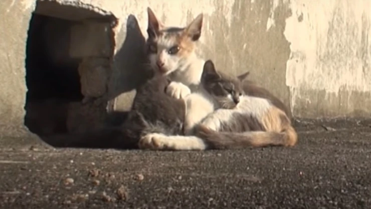 Gatita