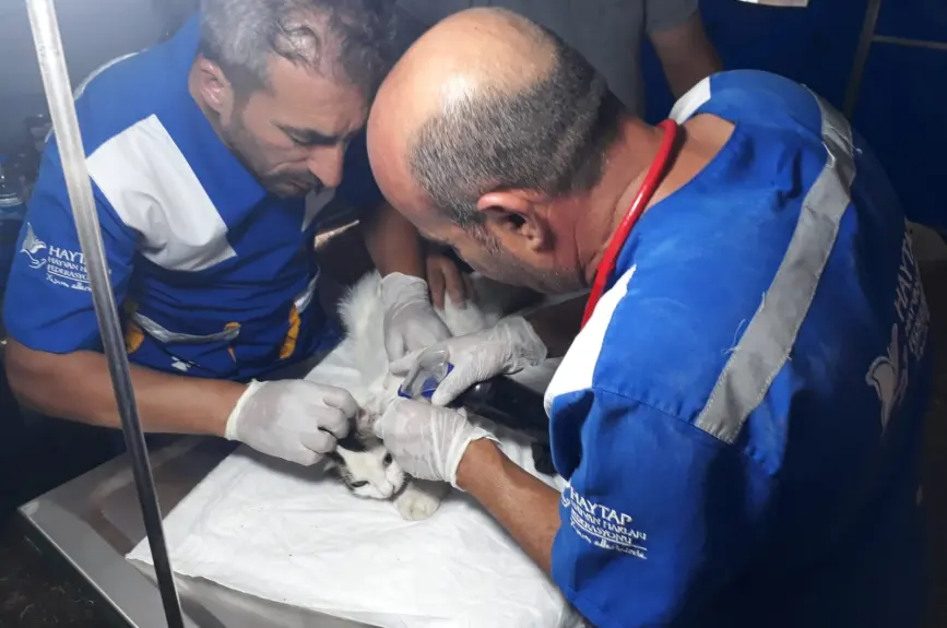 HAYTAP recoge a animales heridos por los incendios en Turquía