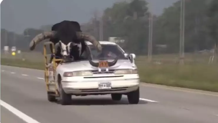 Detienen a conductor por llevar en su carro a un TORO; así fue el insólito momento.jpg