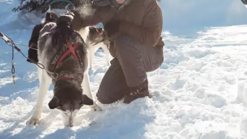 rescatan a campista y a su perro