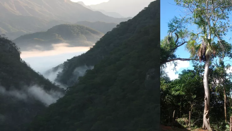 Reserva Ecológica de Cosalá.