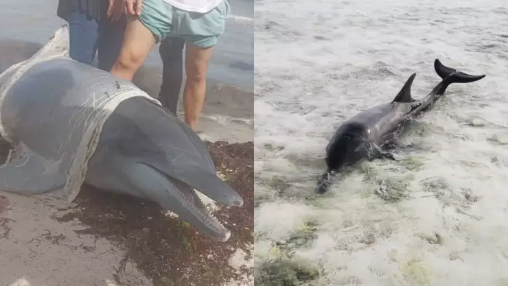 ¿Por qué hay delfines encallados en costas de Yucatán_ Esto es lo que sabemos