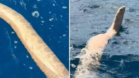 Enorme serpiente marina es captada por pescadores.jpg