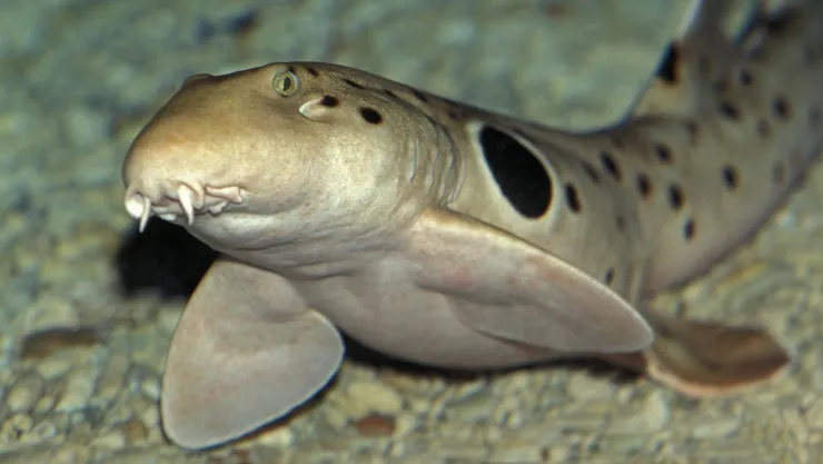 captan a un tiburón que puede caminar fuera del agua conocido como pintarroja colilarga ocelada.jpg