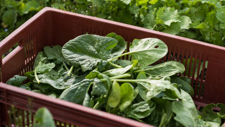 Las espinacas podrán advertirnos sobre cambio climático y materiales explosivos con un mail