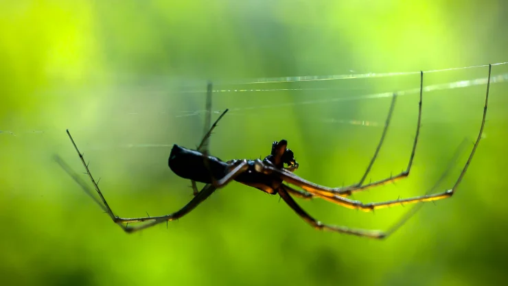 spider-on-the-web-spider-building-a-web-2021-09-03-13-41-16-utc