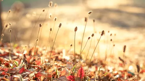 ¡Prepárate para el quinoccio de otoño 2023!