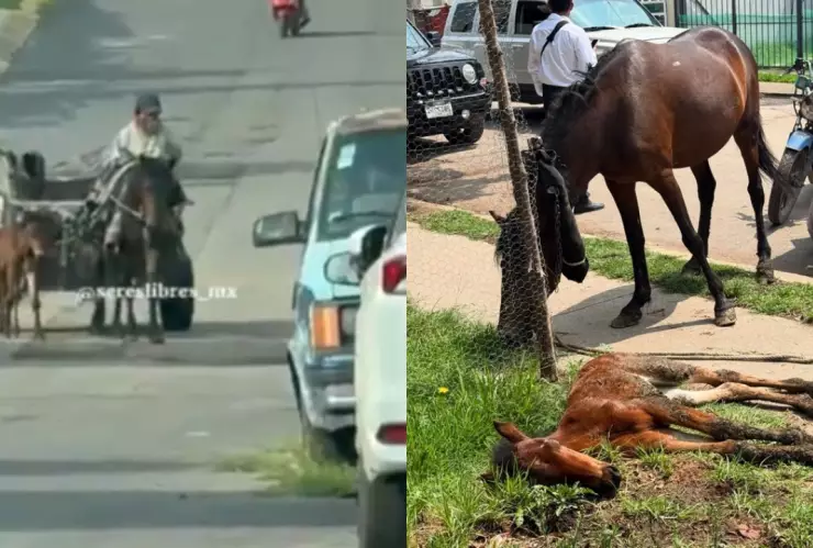 Rescatan-a-yegua-y-su-cría-eran-obligadas-a-recolectar-basura-en-Ixtapaluca