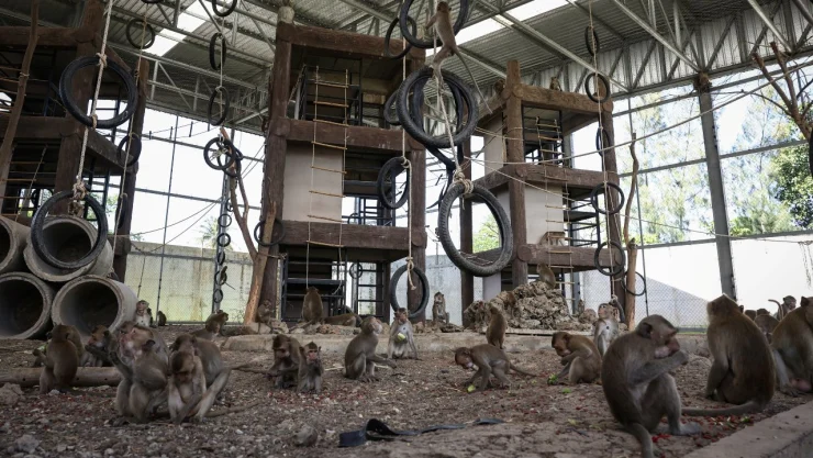 monos-tailandia-lopburi-videos