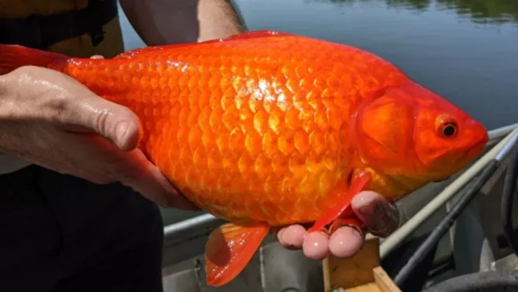 Peces dorados, lago, crisis ecológica.jpg