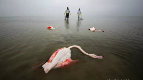 Una enfermedad afecta a las aves en el humedal de Miankaleh (Irán).