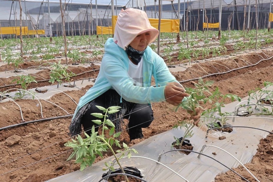 INVESTIGACION ESTRES TERMICO-ASPECTOS INVERNADERO-11.jpg