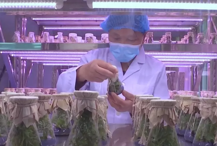 Jard&iacute;n Internacional de peon&iacute;as banco.jpg