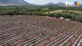 sembradíos en Michoacán, sufren ola de violencia