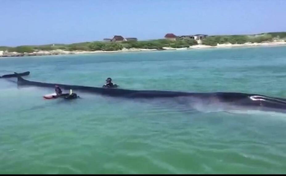 Se pueden ver ballenas en Quintana Roo, ¡te sorprenderás!