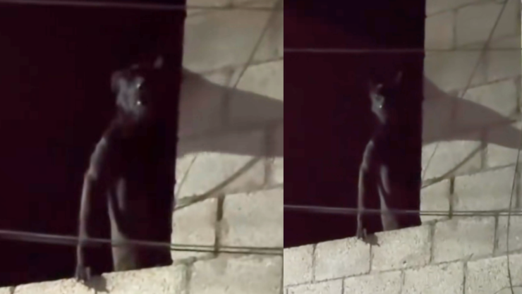 Perro híbrido humano