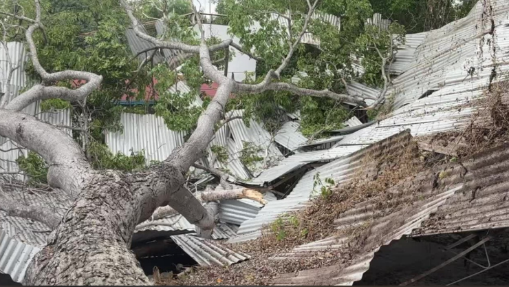 Árbol cae sobre escuela en Tuxtla Gutiérrez