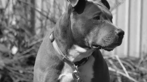 muere ataque perro niña durango