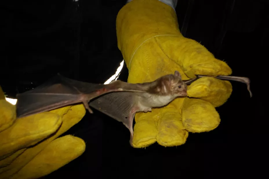 Sader 5 de octubre 2024.jpeg