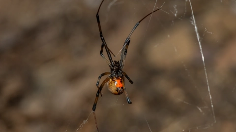 especies arañas viuda negra México