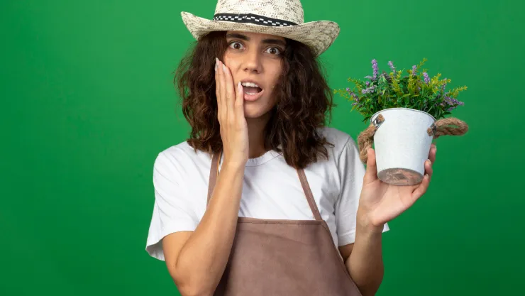 plantas