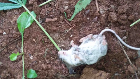 raton desmaya comer marihuana.jpg