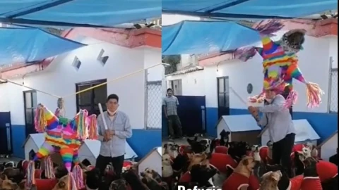 Perritos celebran posada navideña en refugio