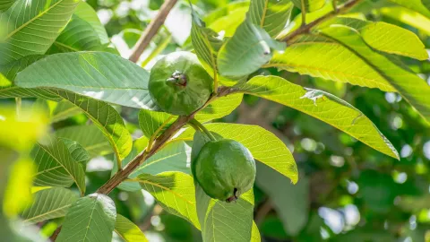 El uso que tiene el t&eacute; de hoja de guayaba en tu salud