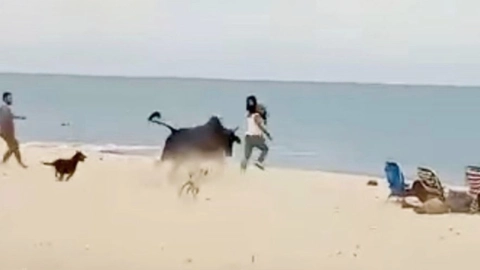 VIDEO: Toro embiste a mujer y ataca a otra con bebé en brazos; ¡en PLAYA de Los Cabos!