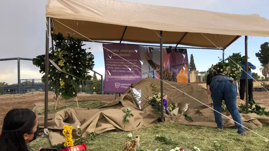 Realizan homenaje a “Modesto”, la jirafa preferida de Ciudad Juárez