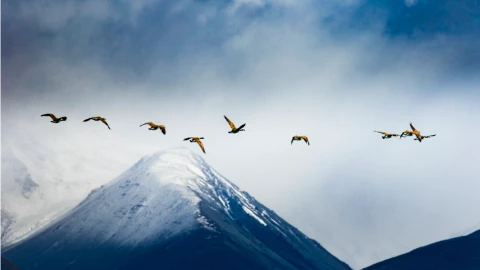 Especie prehistórica que se creía extinta y fue avistada luego de cien años