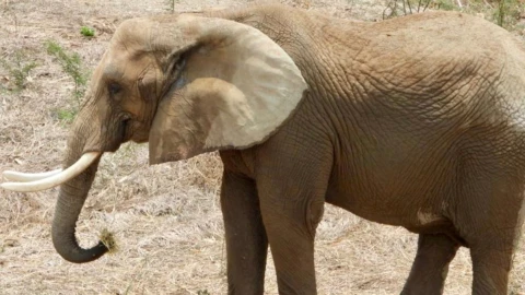 Ely y Gipsy y cuándo se les podrá visitar en el zoológico de San Juan de Aragón
