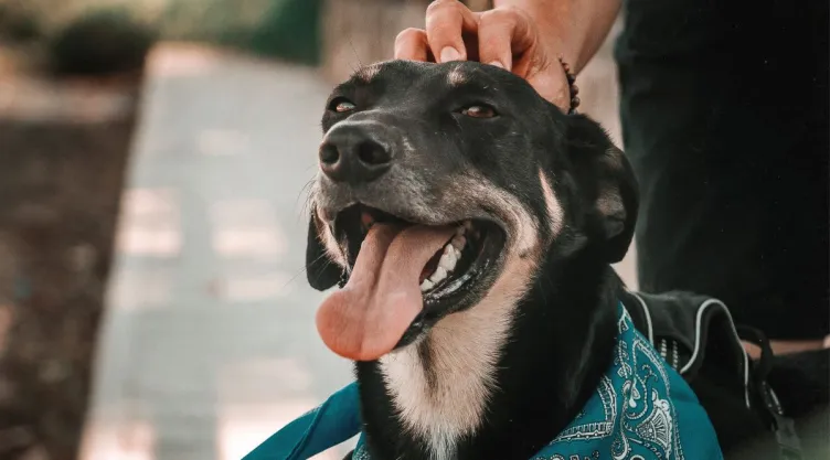 ¿Cómo cuidar a tus mascotas en temporadas de lluvias?