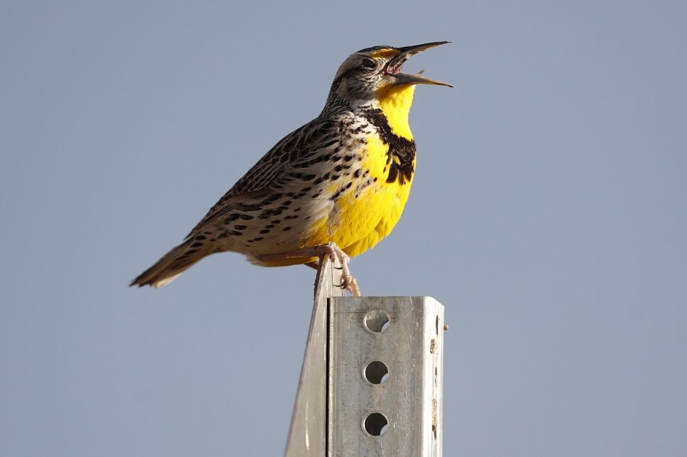 aves, amanecer, anochecer
