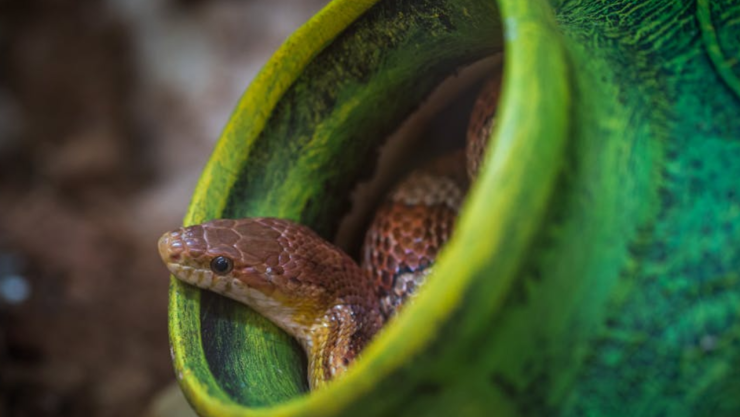 Tijuana en precaución: 7 rincones donde las serpientes están pasando desapercibidas