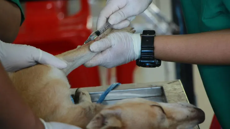 Por esta razón los estadounidenses viajan a México para atender a sus mascotas