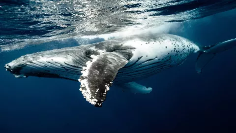 Las ballenas tienen manos de cinco dedos, muestran científicos