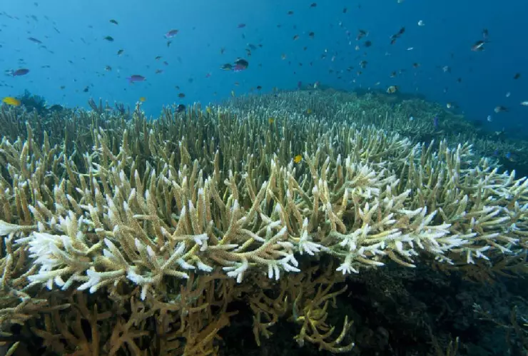 Blanqueamiento corales en Quintana Roo.jpg