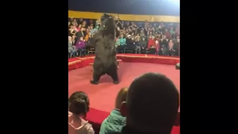 IMÁGENES FUERTES: Acto de circo sale mal y oso ataca a su domador.